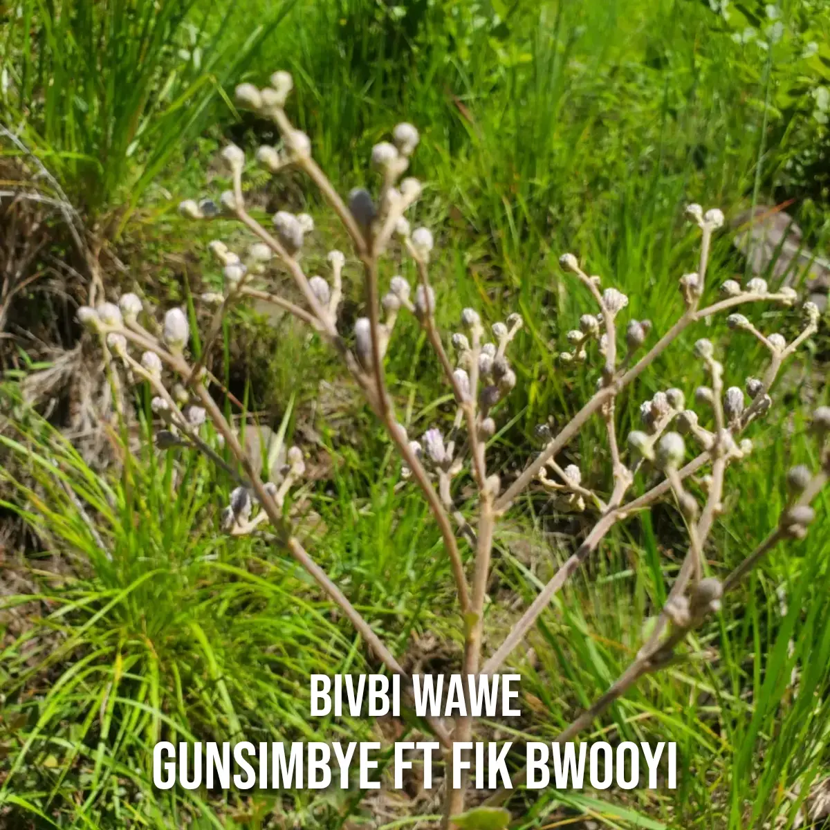 Gunsimbye cover art